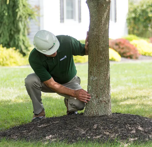 Tree health inspection