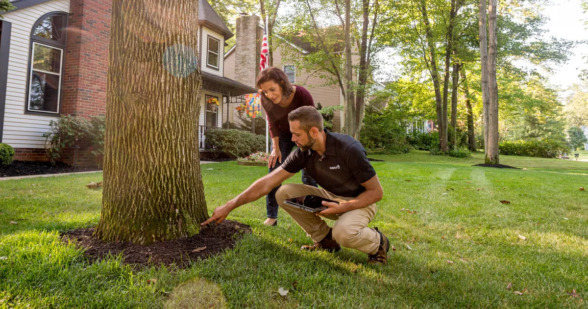 Tree health consultation