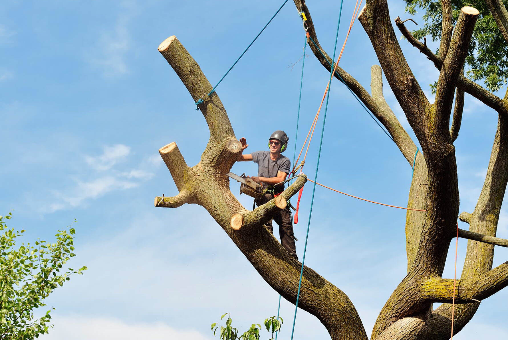 tree removal cost