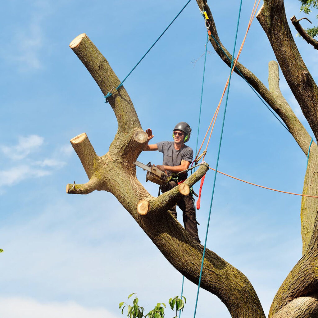 Large tree removal near me