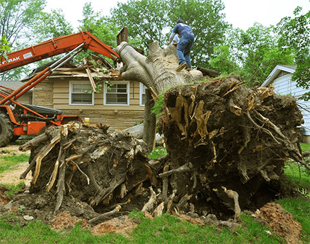 Tree root removal services