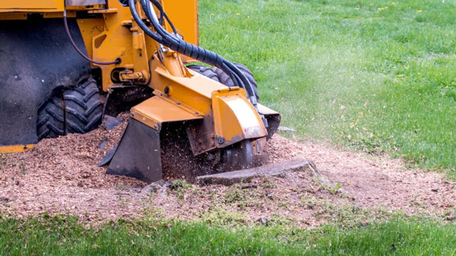 Tree stump removal cost