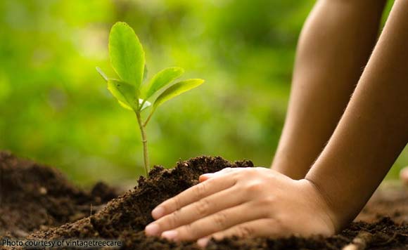 Tree planting activity