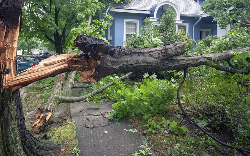 tree removal insurance