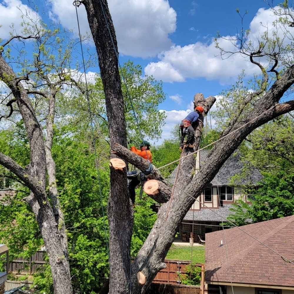 tree service in dallas
