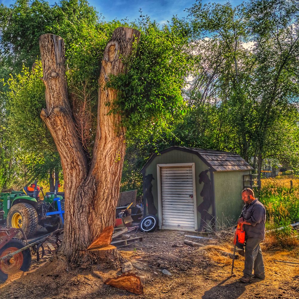 tree service Boise