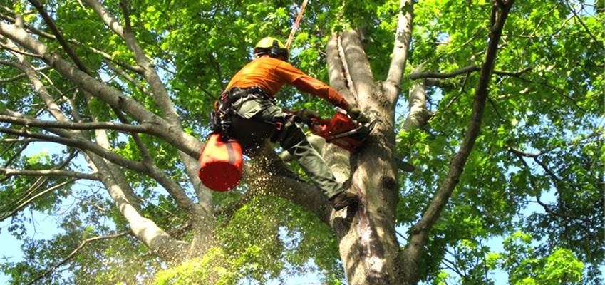 good guys tree service austin