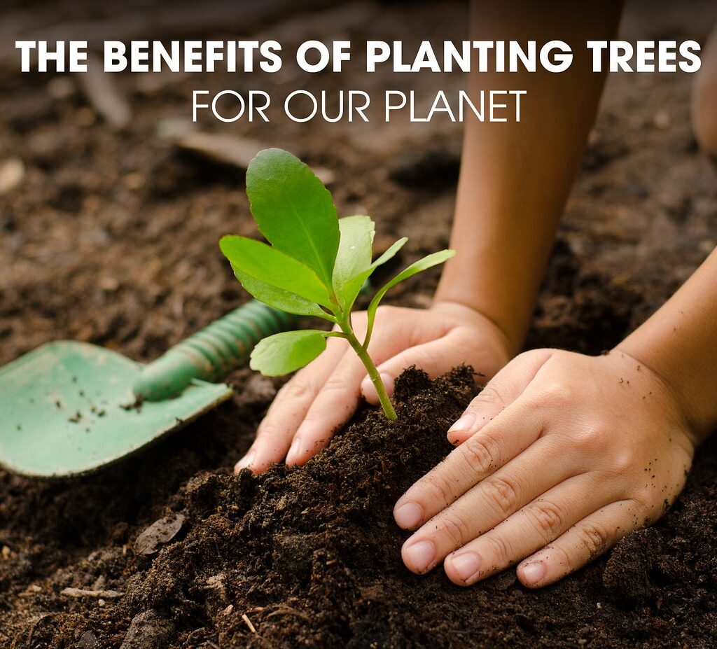 benefits of tree plantation