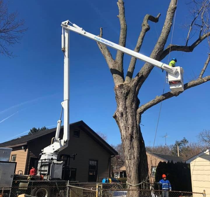 best tree service near me