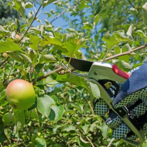 fruit tree pruning