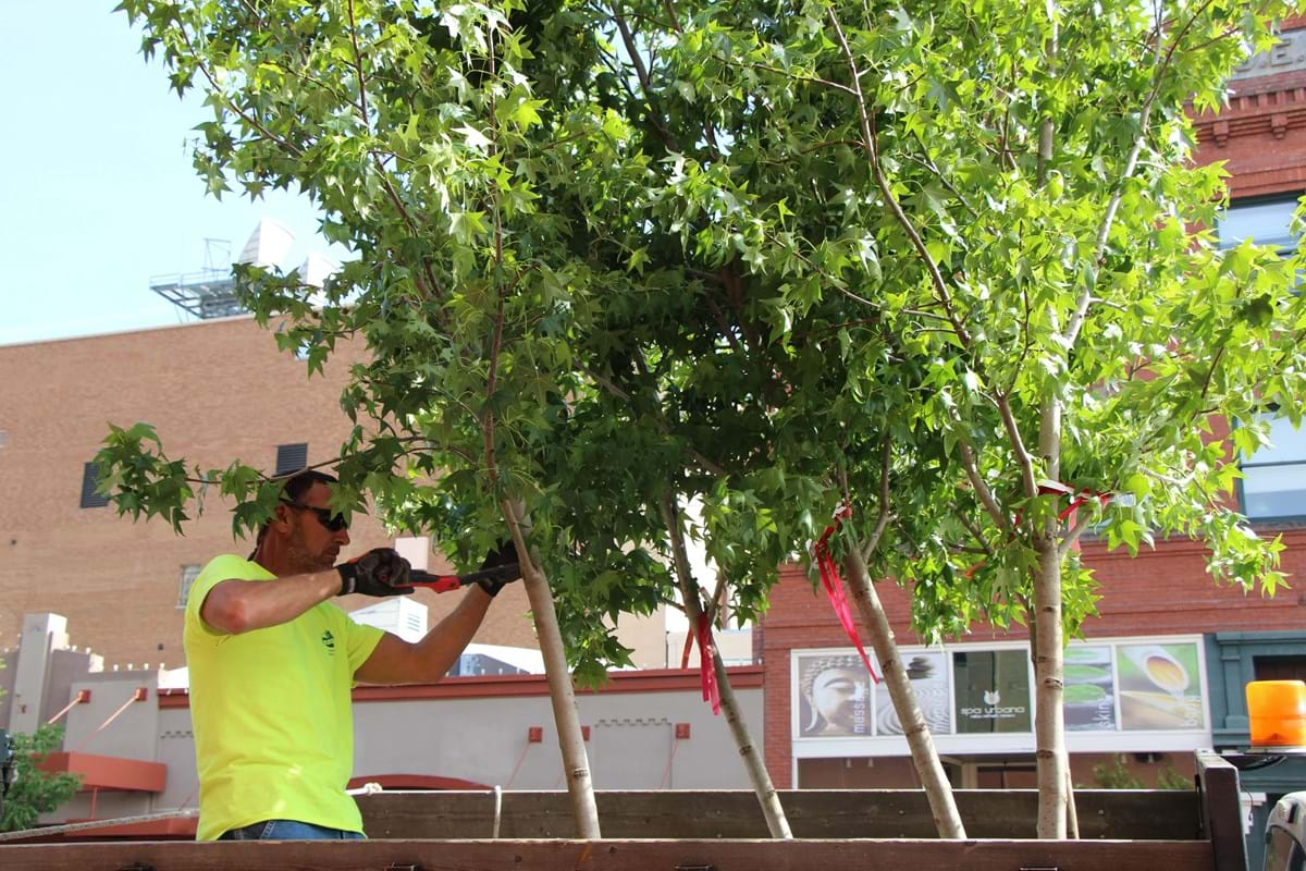 tree service Boise