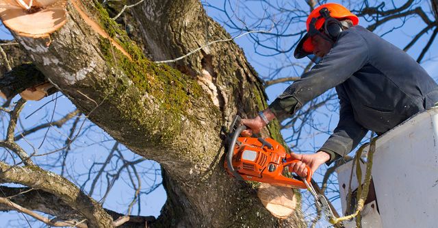 tree service cincinnati