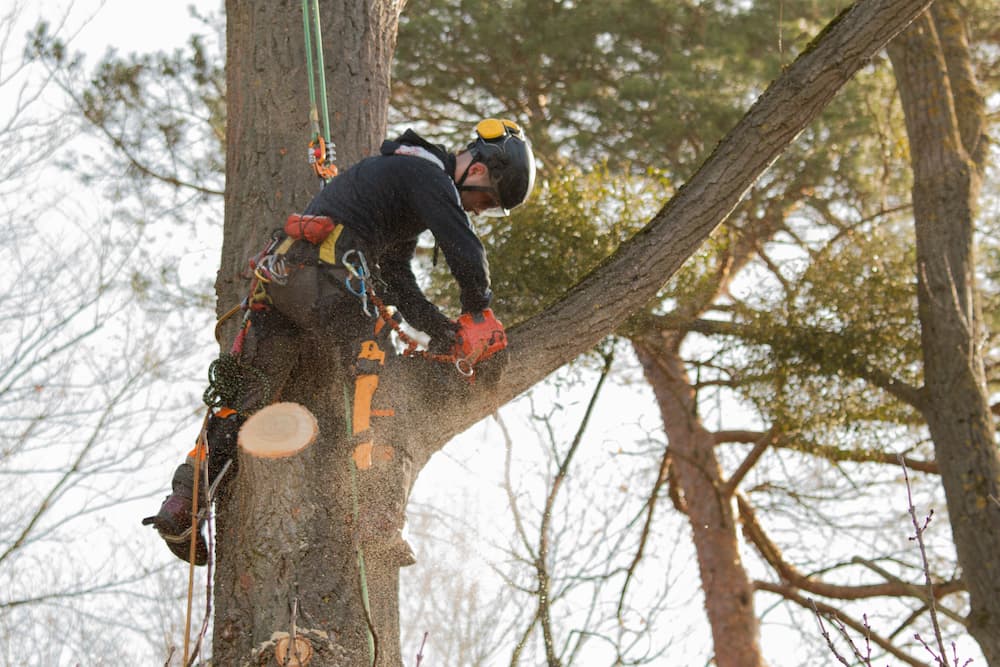 local tree service