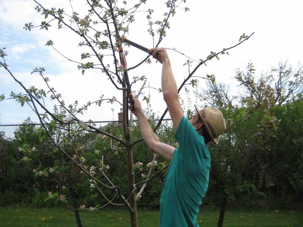 fruit tree pruning