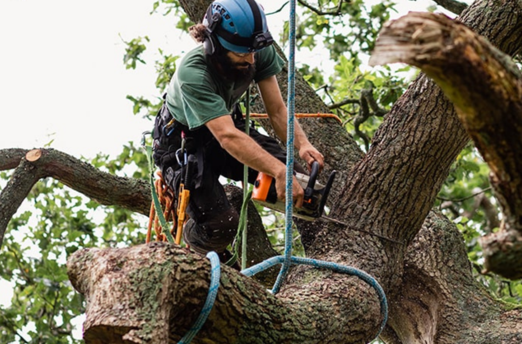 local tree service