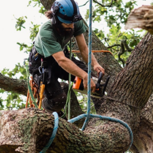 local tree service