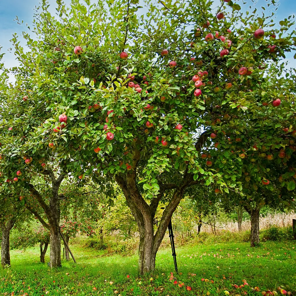 how to plant an apple tree
