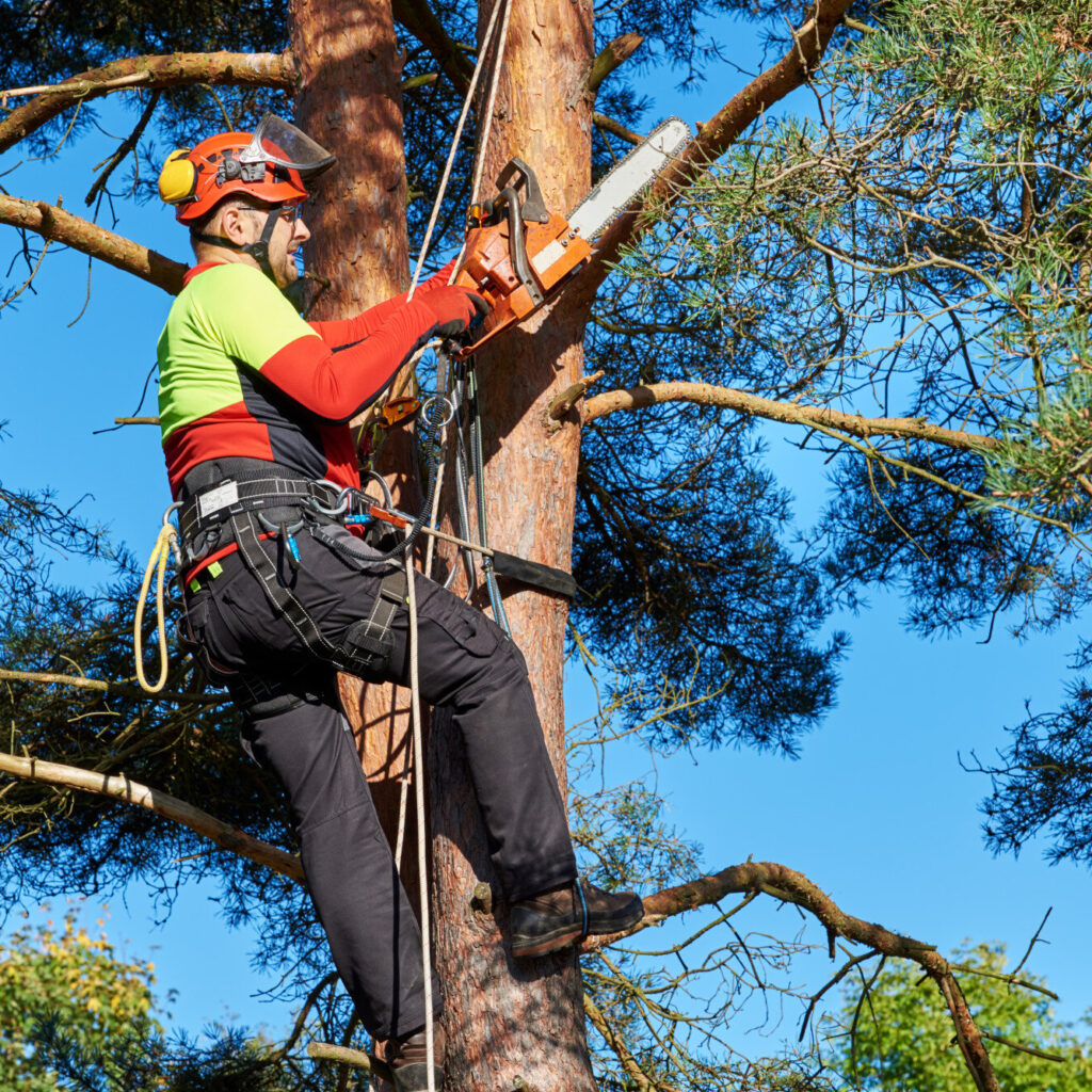 certified arborist near me