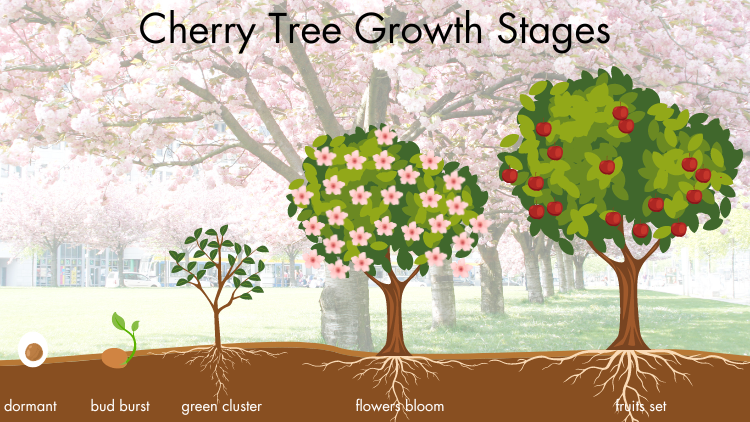 how to plant a cherry tree