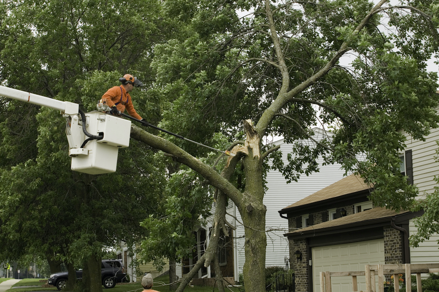 tree service denver