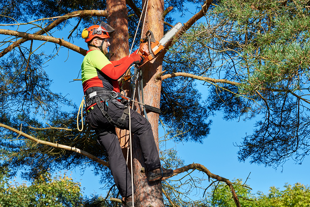 tree service in dallas