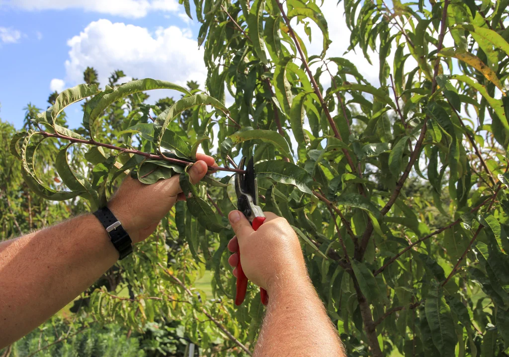 fruit tree pruning