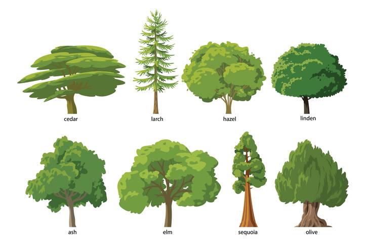 importance of trees