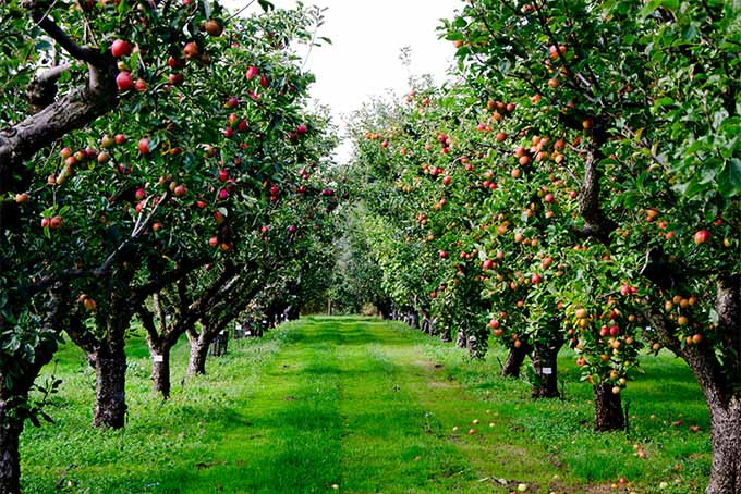 how to plant an apple tree
