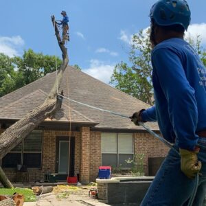 good guys tree service austin