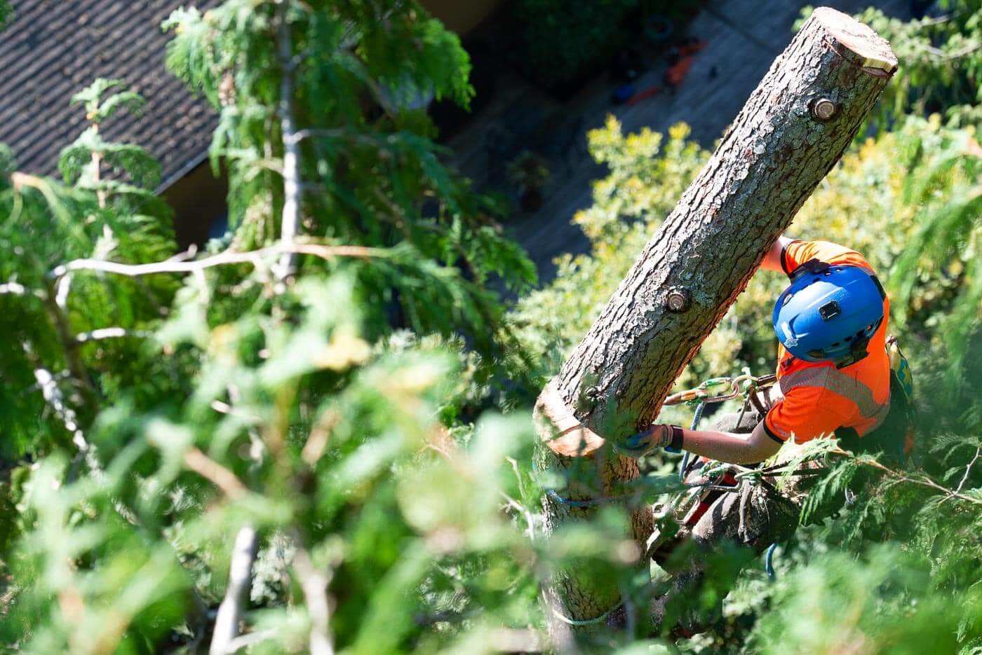 tree pruning service near me