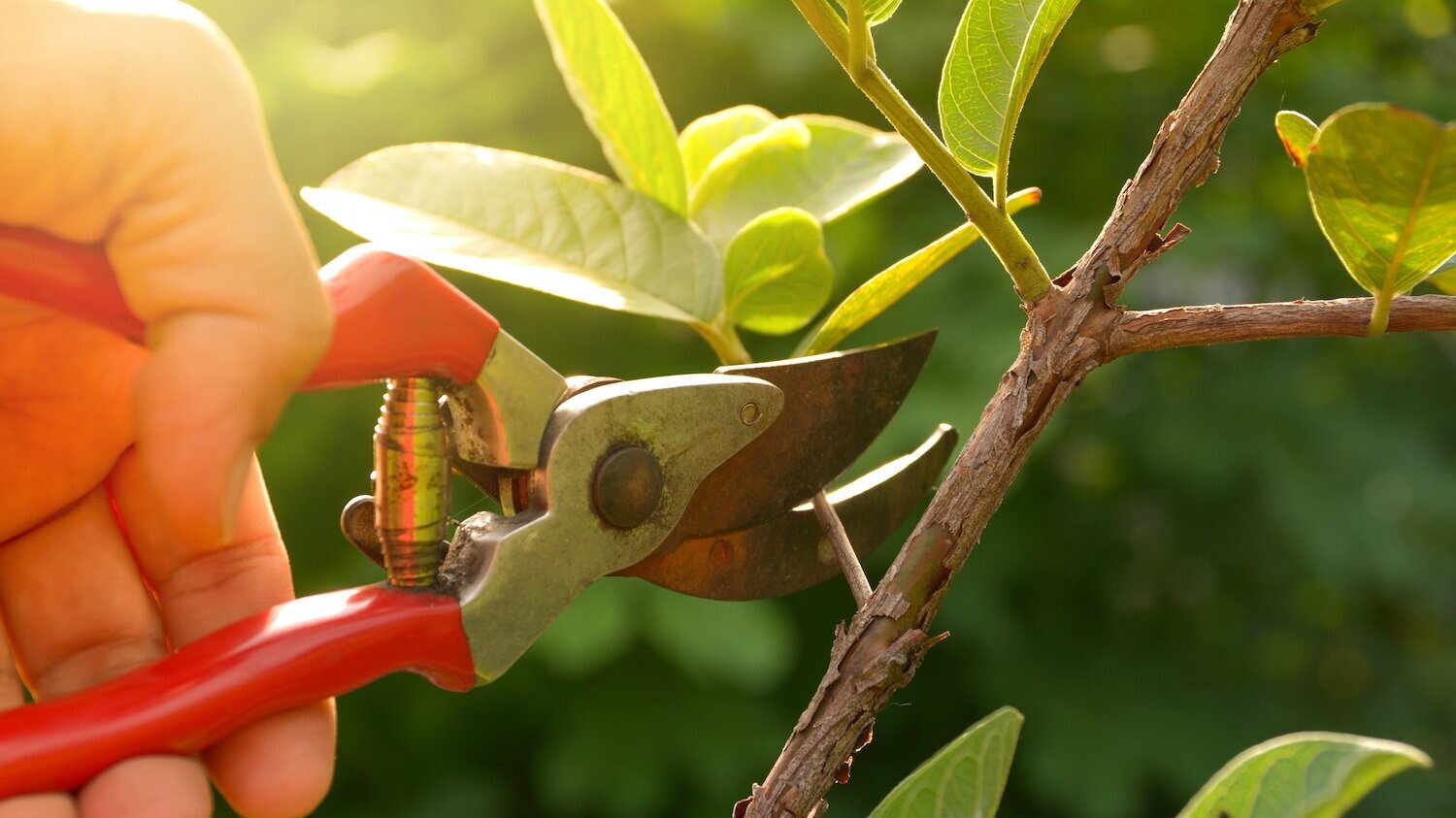 Tree Lopping