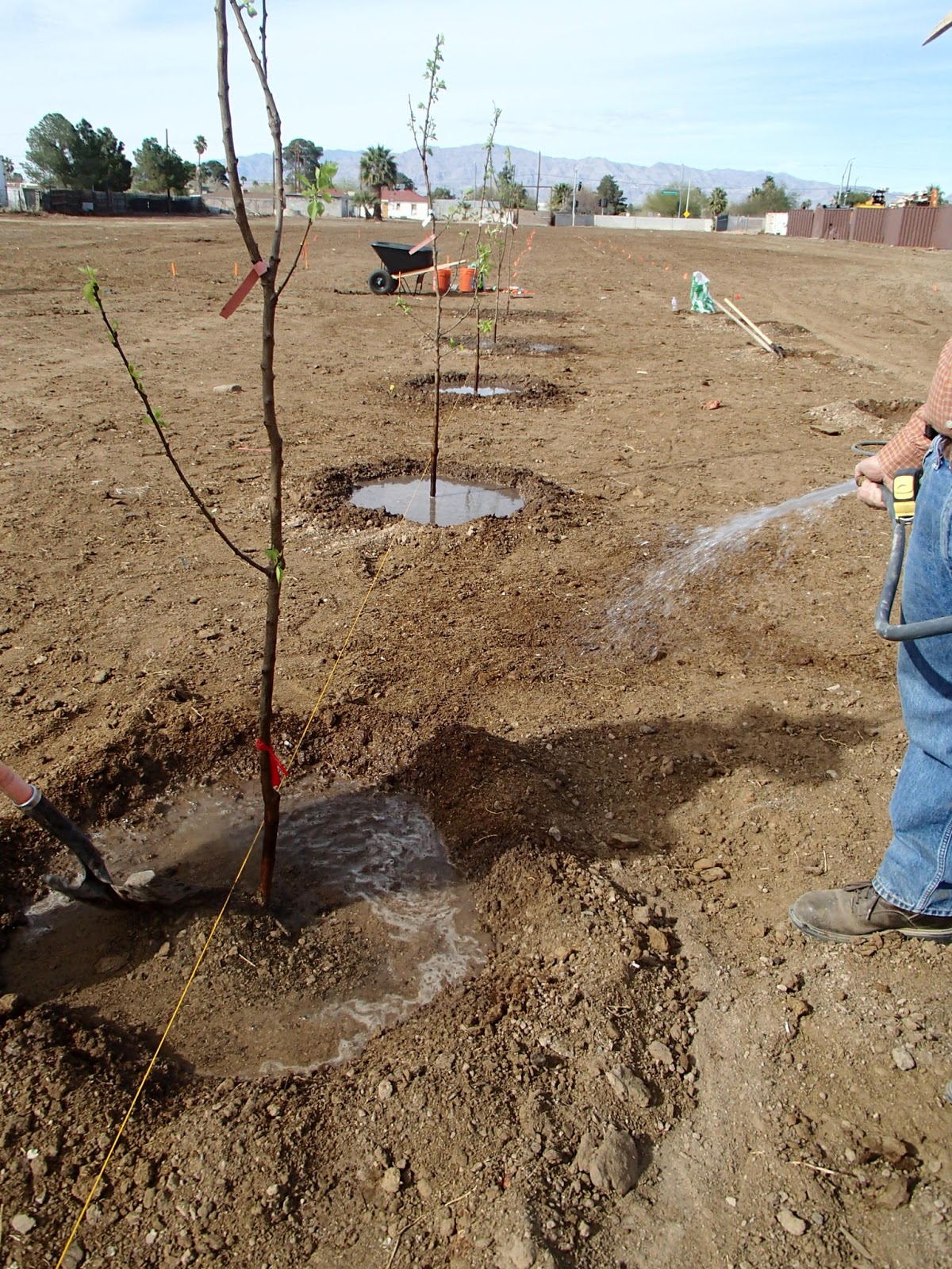 how to plant fruit trees