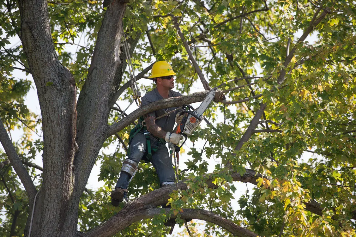 tree trimming companies