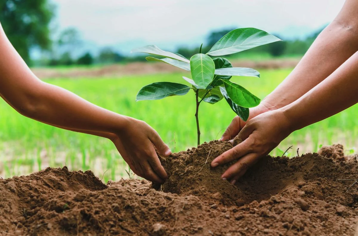 benefits of tree plantation