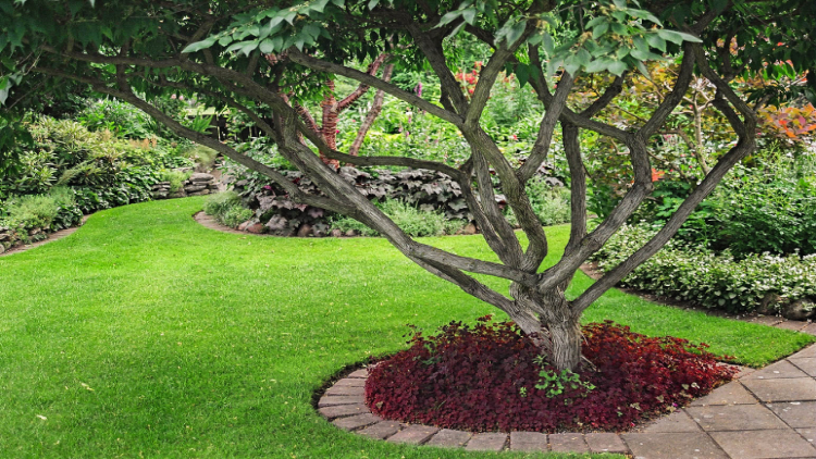 edging around trees ideas