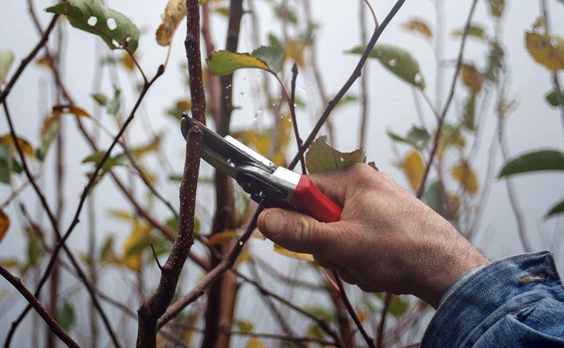 fruit tree pruning