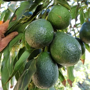 avocado tree