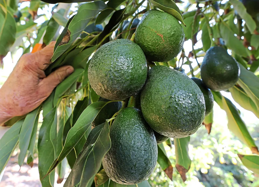 avocado tree