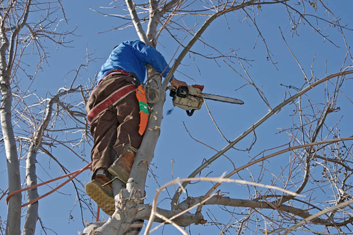 top notch tree service