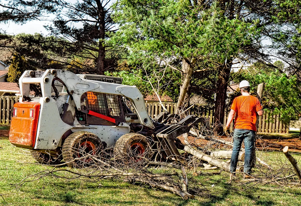 best tree trimming service near me