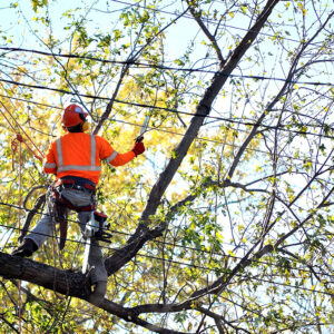 Tree Trimming Near Me