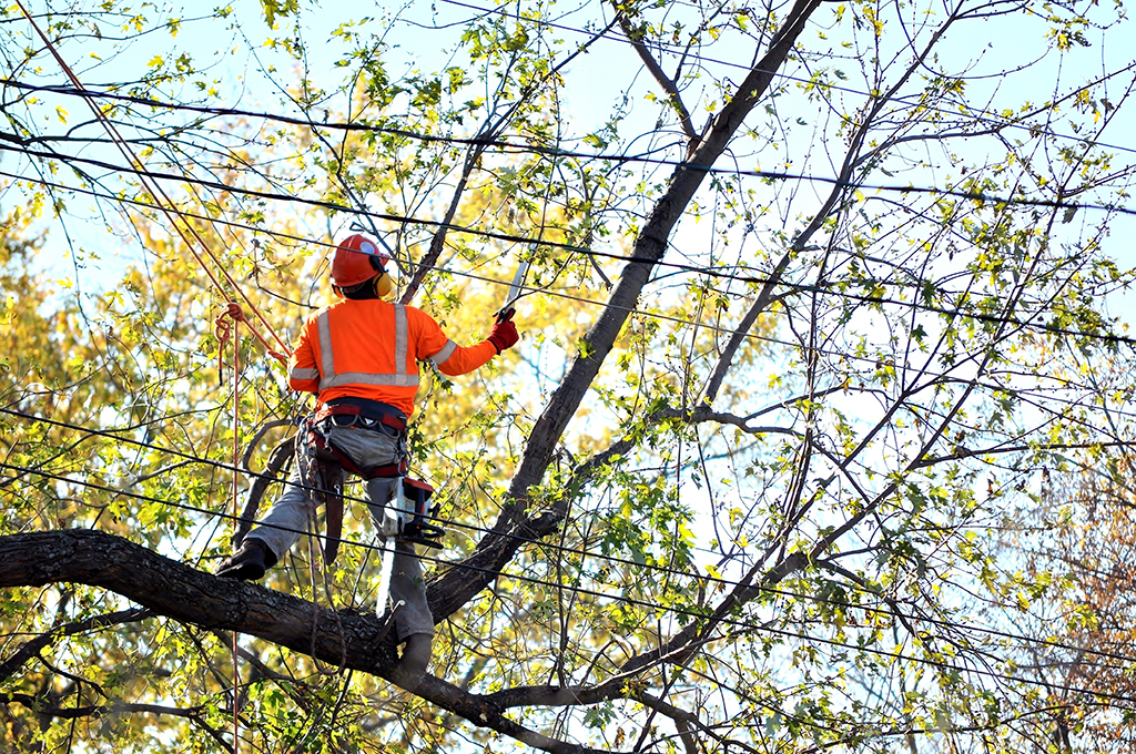 Tree Trimming Near Me