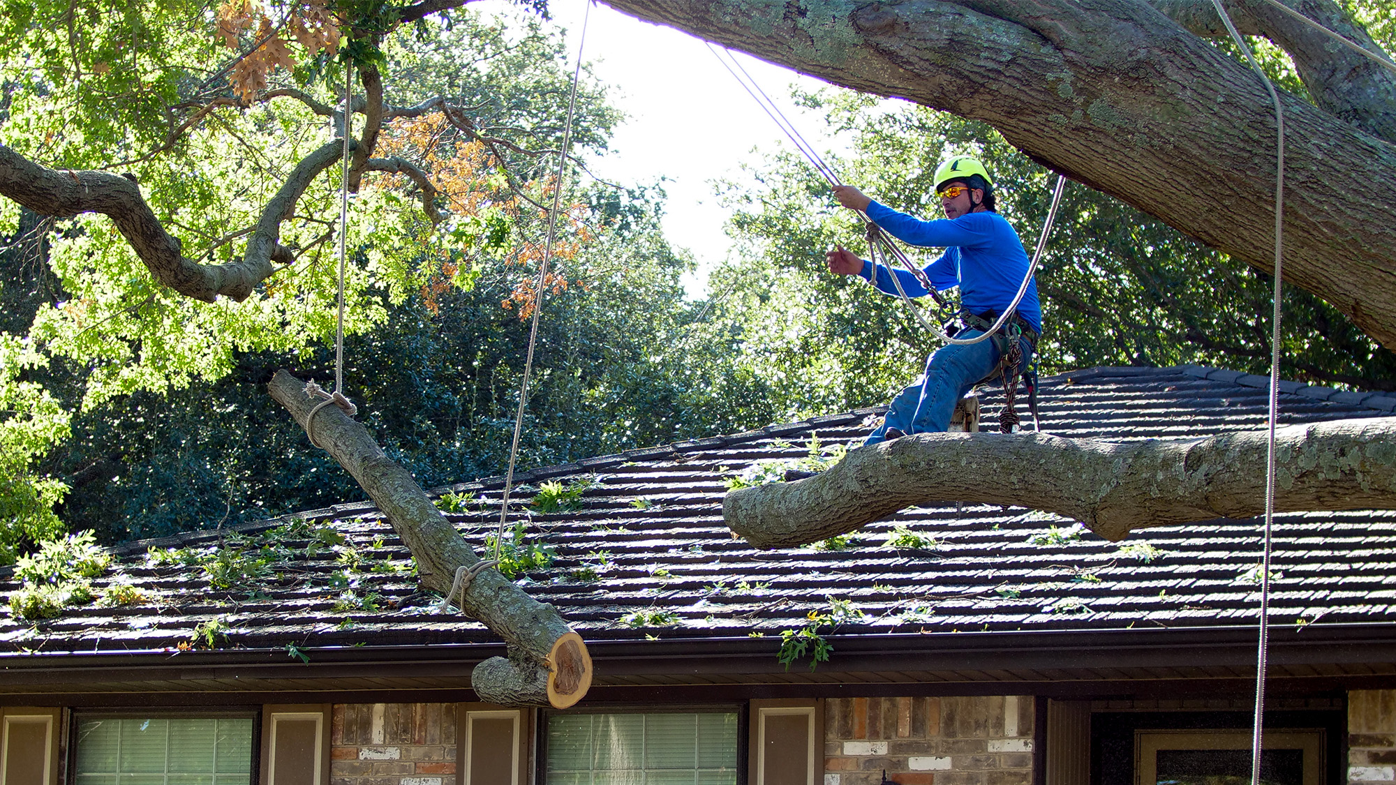 tree service in dallas