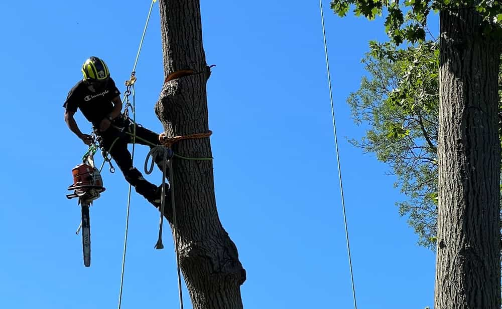 best tree trimming service near me