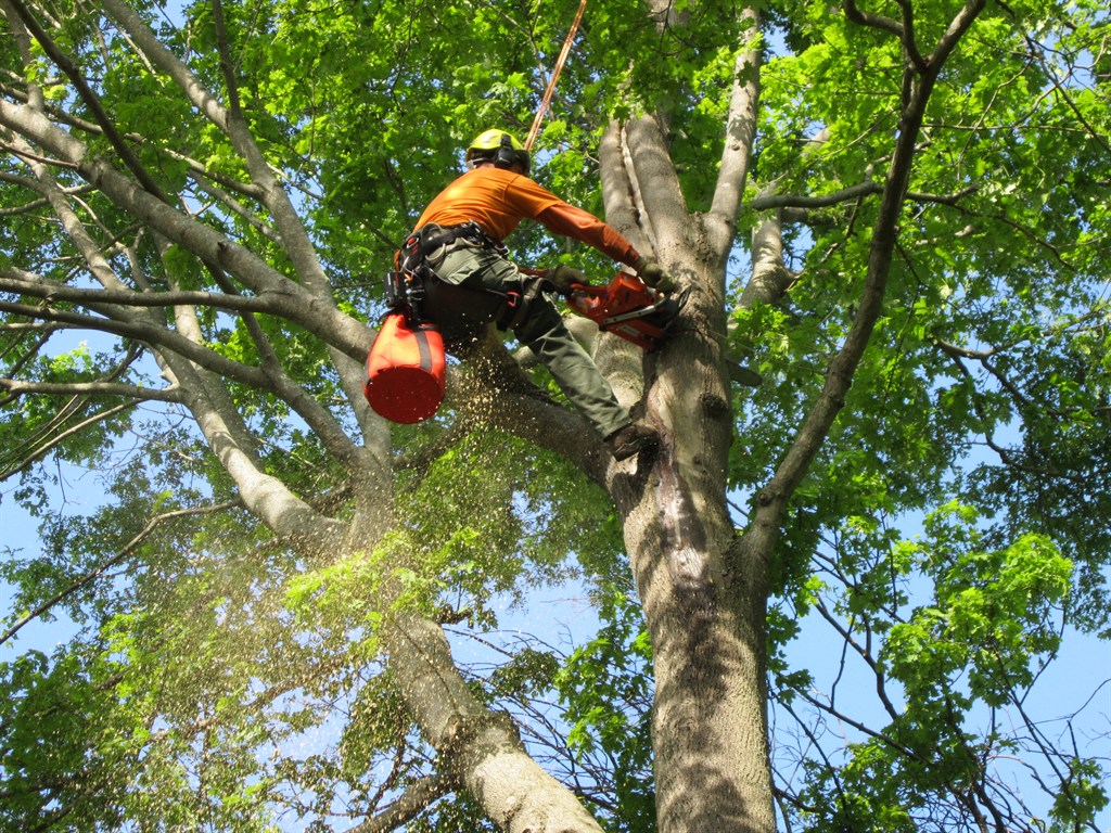 tree service cincinnati