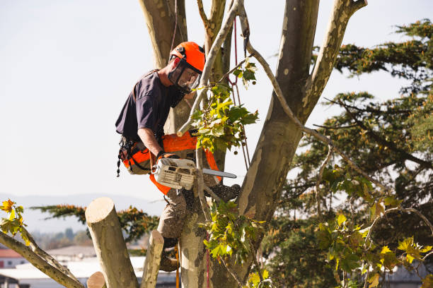 tree service cincinnati