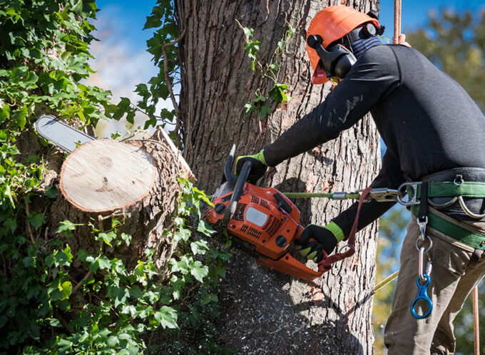 professional tree removal service