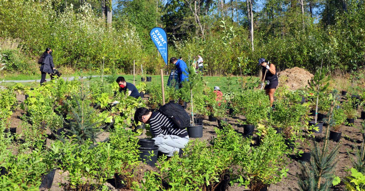 tree planting regulations