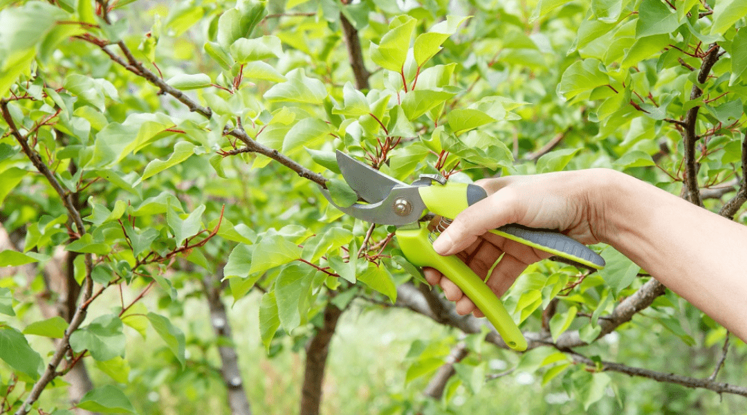 Tree Lopping