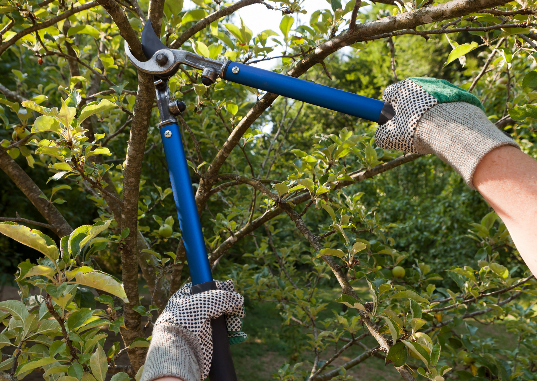 Tree Lopping